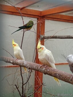 Korela chocholatá lutino - 2