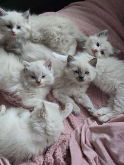 Ragdoll koťatka mačiatka - 2