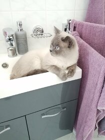 Britský color point blue krytí-Praha západ - 2