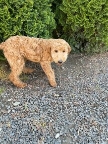 Goldendoodle / Maltipoo / Cavapoo / Pudel - 2