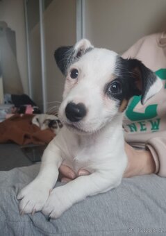 Jack Russel teriér - 2