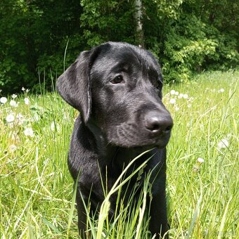 Labrador - 2