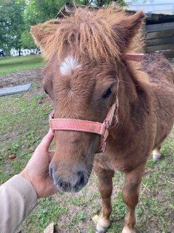 Prodám hřebečka mini shetland s PP - 2