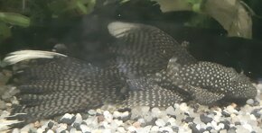 Ancistrus sp.long fin ( závojový) - 2