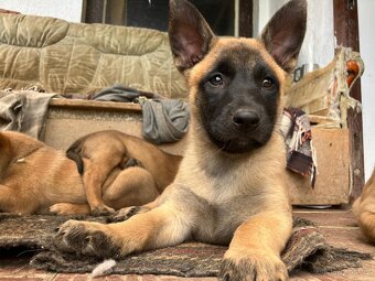 Belgický ovčák Malinois — Štěňata na PRODEJ - 2
