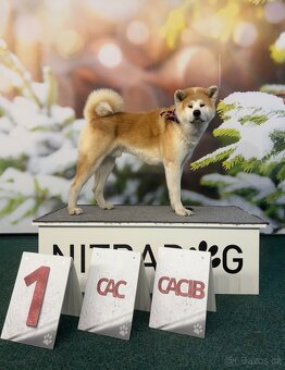 Pes ke krytí - Akita Inu - 2