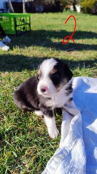 Border kolie bez PP - 2