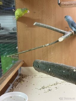 Papoušiček Šedokřídlý - 2