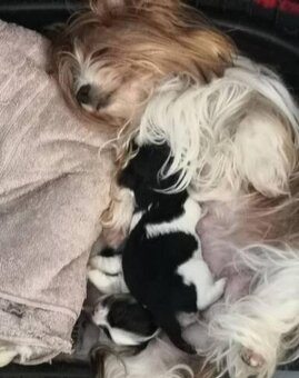 Jorkšírský teriér - Biewer - 2