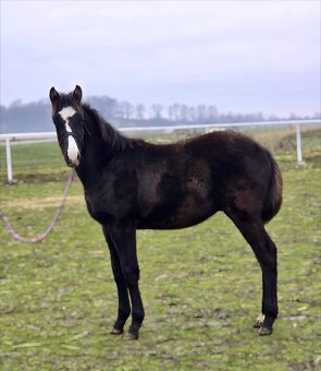 Poloviční American Paint Horse - 2