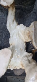 Soška medvěd velký - 2