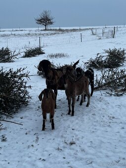 Anglonubiske kozičky - 2