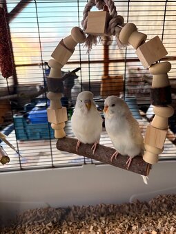 Loňské Andulky - 2