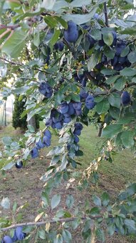 Domácí Slivovice - 2