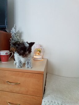 Jorkšírský teriér štěňata - 2