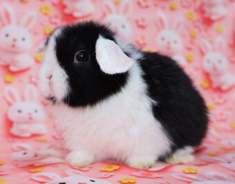 WO Zakrslý beránek s  VP , maličká samička - 2