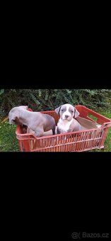 Americky stafordsirsky terier - 2