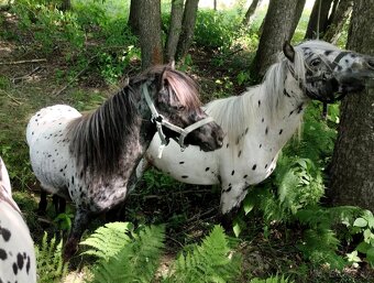 🐎Miniaturní hřebečci🐎 - 2
