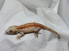 R. Auriculatus - 2