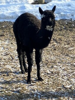 Lama alpaka - 2