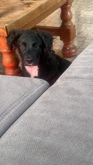 Labrador křížený - 2