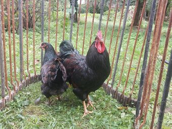Barneveldka dvojlemovaná - násadová vejce - 2