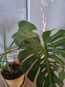 Monstera - 2