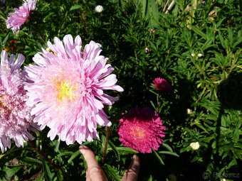 sazenice ASTER - - viz text a fota - 2