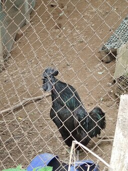 Ayam Cemani - 2