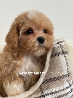 Maltipoo Caramel boy - 2