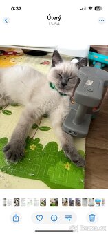 Koťátka Ragdoll bez PP - 2