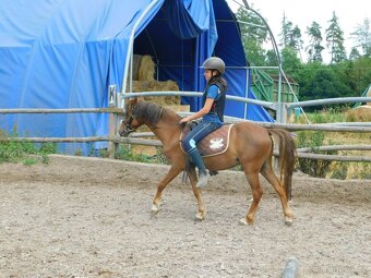 valach pony - 2