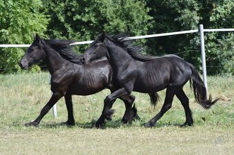 Fellský pony - krásní černí valaši 1,5 letí - 2