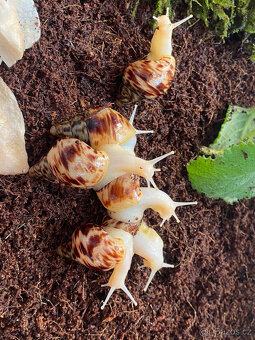 Africký šnek lissachatina reticulata - 2