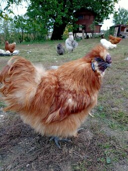 Kohout hedvábnička žlutá velká EU - 2