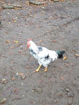 Kohouti různých barev - 2