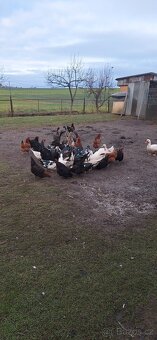 Kachna čínská - 2