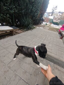 Americký Stafordšírsky teriér s PP 🐶 🐾 🩵 - 2