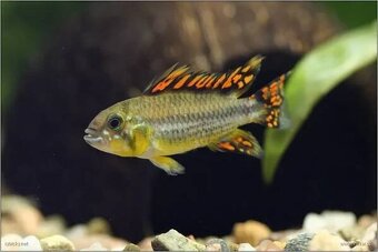 Apistograma cacatuoides dabl red - 2