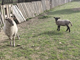 Ovce s jehnickou - 2
