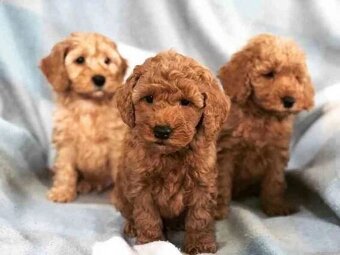 Labradoodle - 2