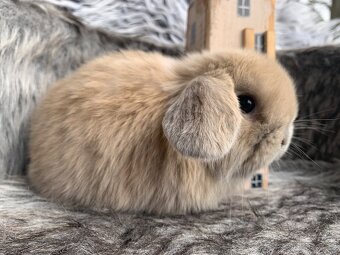 ❤️❤️Minilop Kralicek Beránek holčička 🌺 - 2