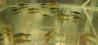 Ancistrus - 2