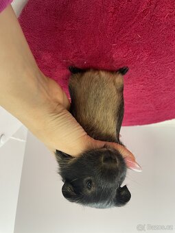 Morče hladké samička otter černá s PP - 2