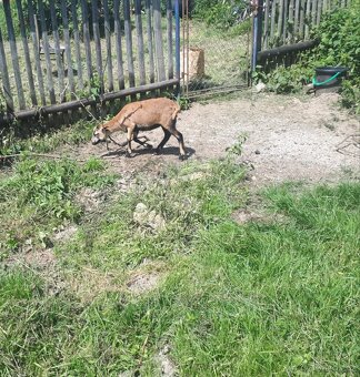 Prodám kamerunskou ovečku a beránka - 2