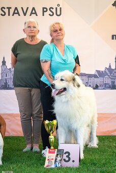 Krytí Pyrenejský horský pes - 2