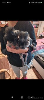 Čínský chocholatý pejsci křížený - 2