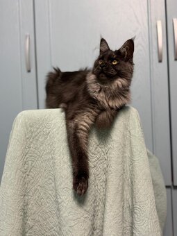 Mainské mývalí PP - 2