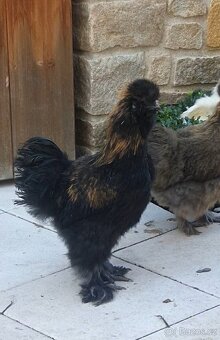 Daruji kohoutka hedvábničky - 2