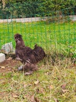 Hedvábnička zdrobnělá: kohoutek - 2